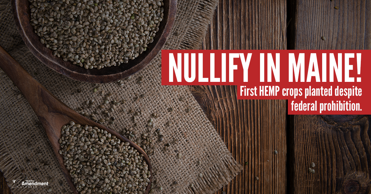 First Hemp Crop Planted in Maine; A Step Toward Nullifying Federal Prohibition in Effect