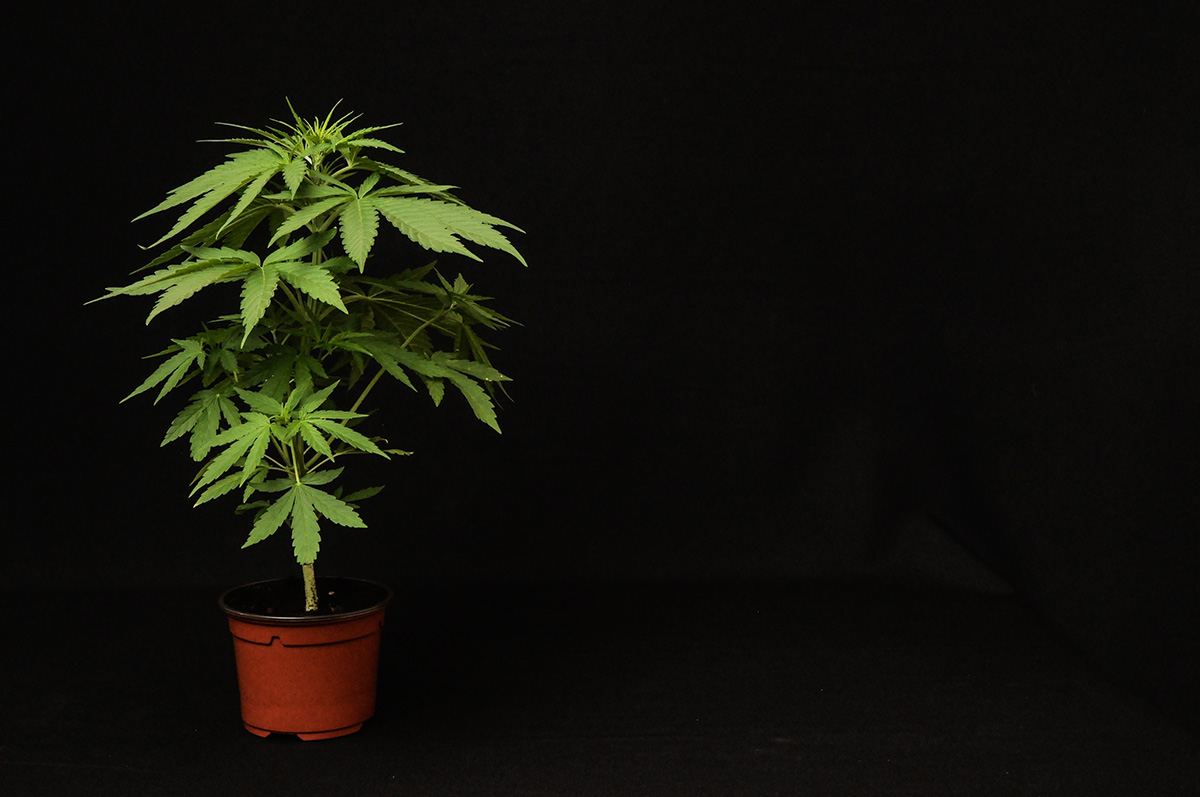 New York Bill Would Legalize Recreational Marijuana, Nullify Federal Prohibition
