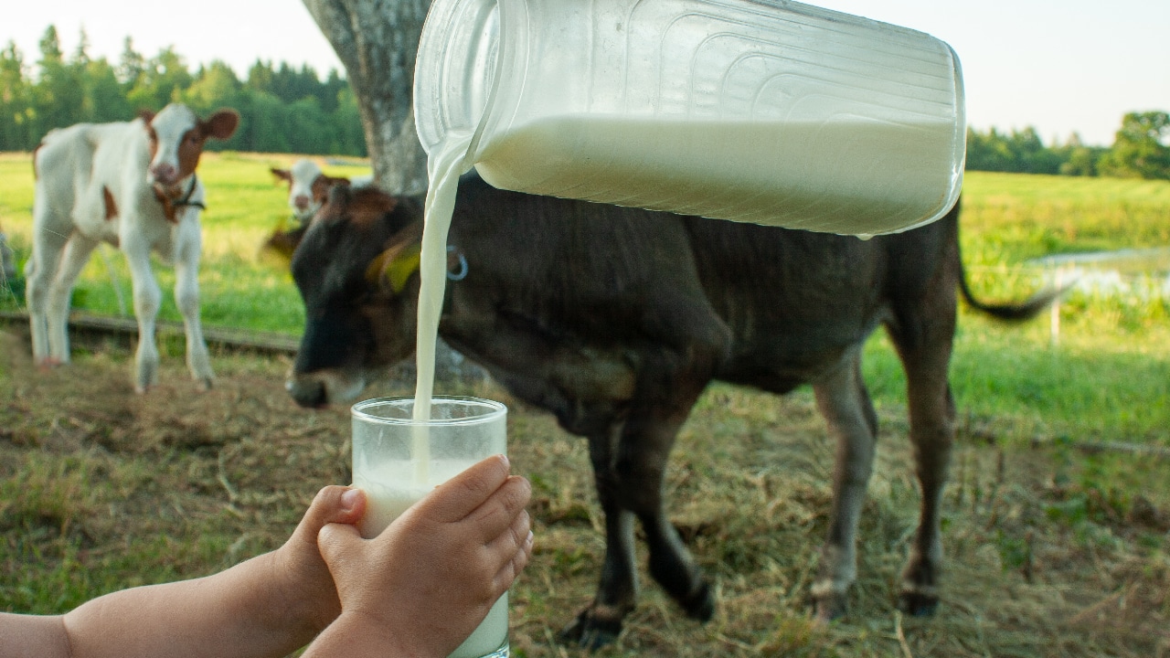 Hawaii Bill Would Legalize Limited Raw Milk Sales; Foundation to Nullify Federal Prohibition Scheme